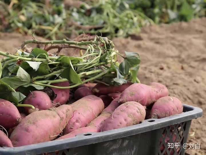 枣庄富硒地瓜销售（枣庄地瓜干批发市?。?硒宝网