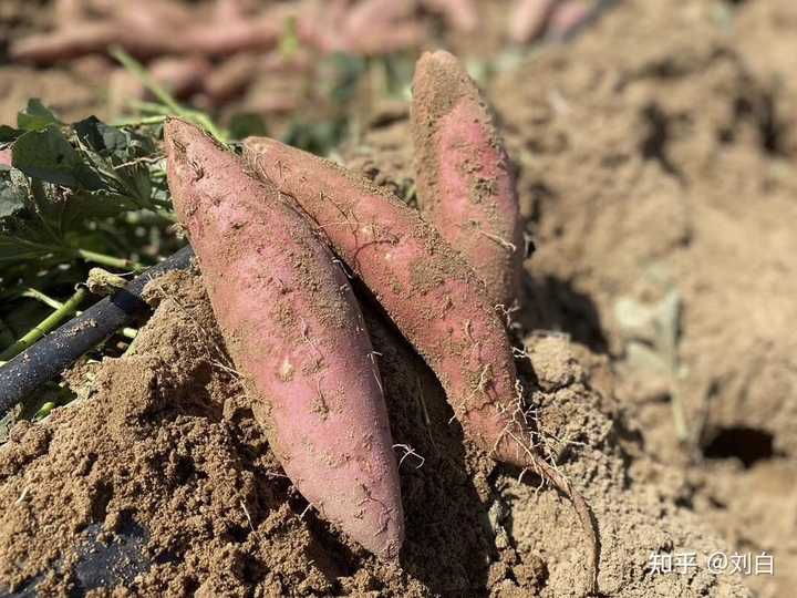 枣庄富硒地瓜销售（枣庄地瓜干批发市?。?硒宝网