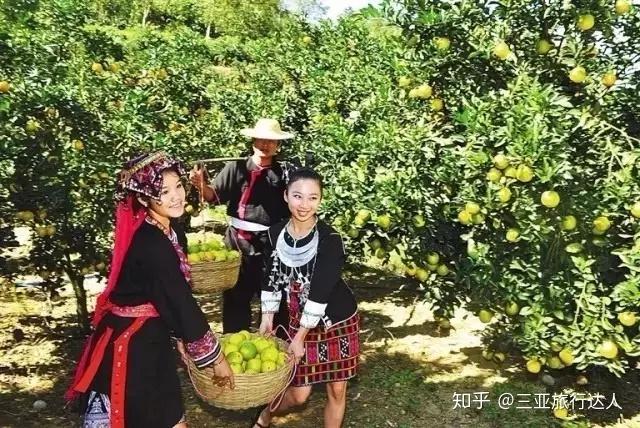 桥头富硒地瓜文化（桥头地瓜简介）-硒宝网