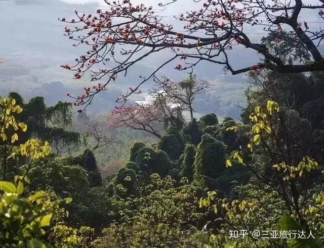 桥头富硒地瓜文化（桥头地瓜简介）-硒宝网