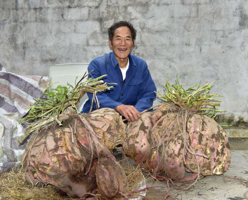 儋州富硒地瓜种植（海南富硒地瓜）-硒宝网
