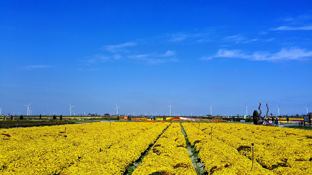 儋州富硒地瓜种植（海南富硒地瓜）-硒宝网