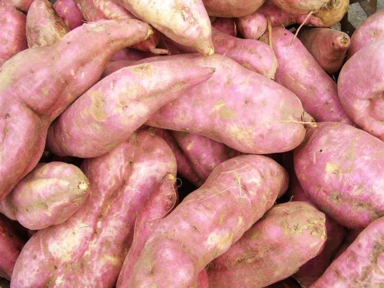 富硒地瓜什么颜色(地瓜富硒标准)-硒宝网