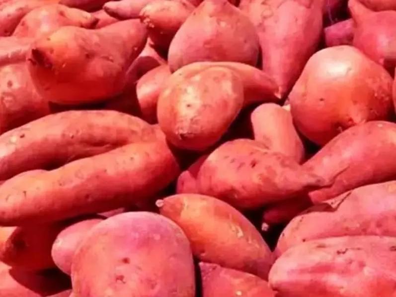 富硒地瓜什么颜色(地瓜富硒标准)-硒宝网