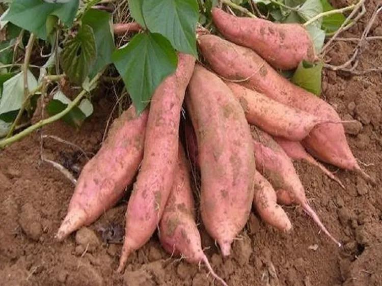 富硒地瓜什么颜色(地瓜富硒标准)-硒宝网