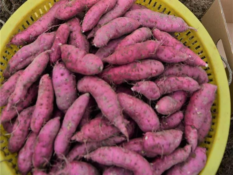 富硒地瓜什么颜色(地瓜富硒标准)-硒宝网