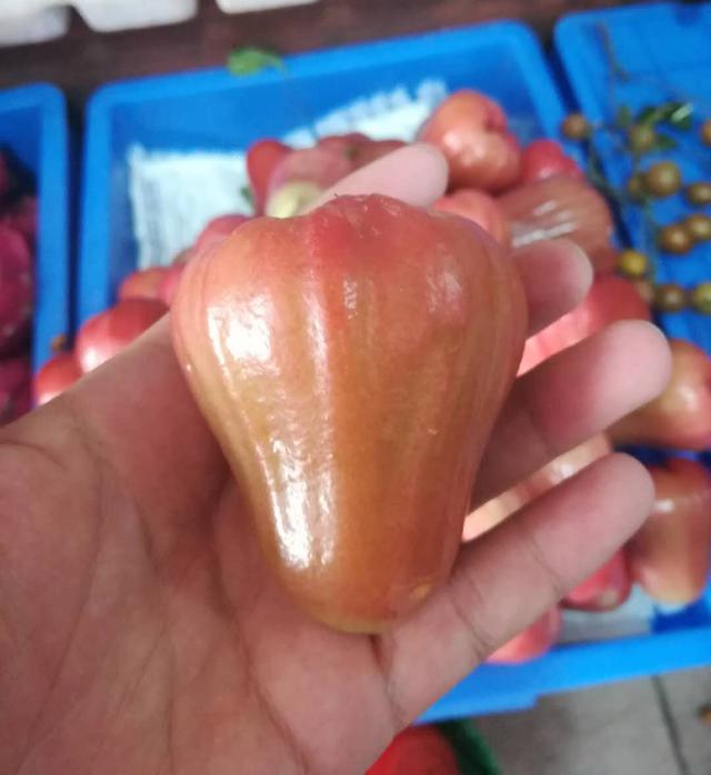 海南富硒地瓜介绍（海南富硒地瓜多少钱一斤）-硒宝网