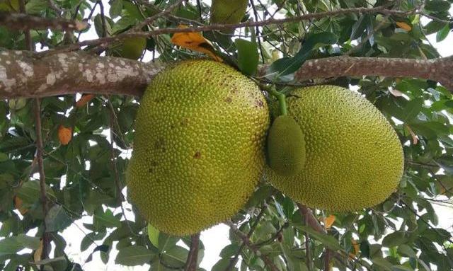 海南富硒地瓜介绍（海南富硒地瓜多少钱一斤）-硒宝网