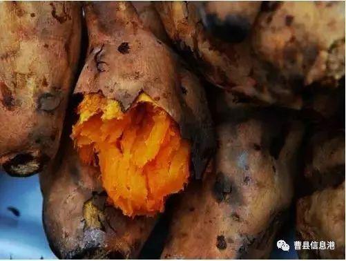 富硒地瓜怎样栽培（富硒地瓜种植技术视频教程）-硒宝网