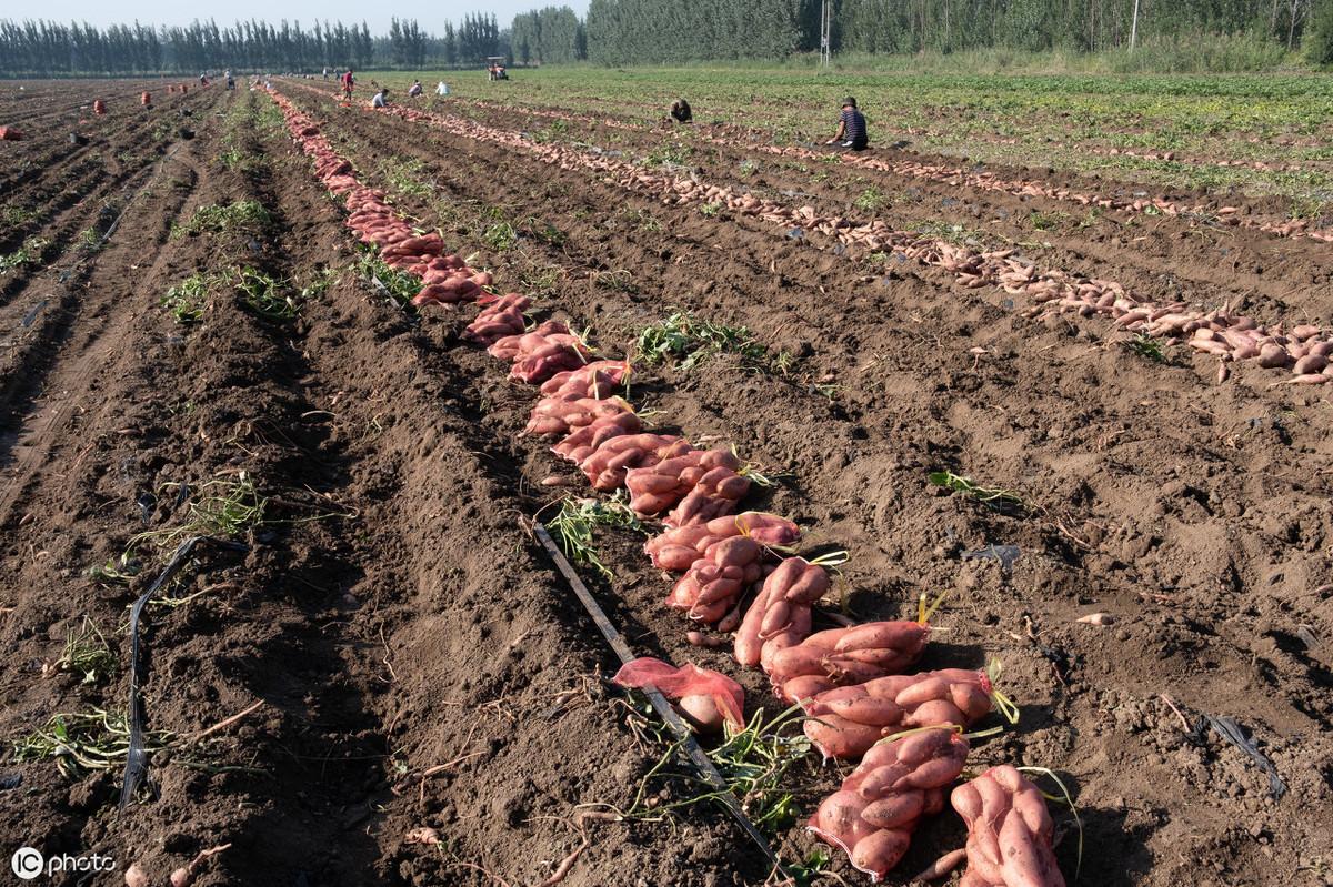 富硒地瓜如何育苗（地瓜富硒标准）-硒宝网