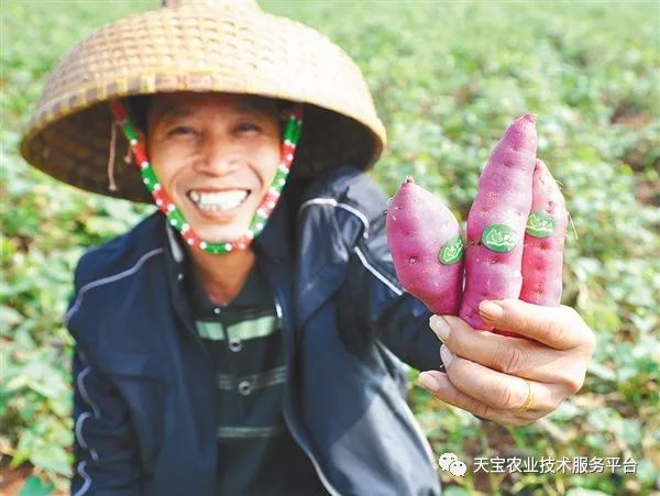 网购桥头富硒地瓜（桥头地瓜口感）-硒宝网