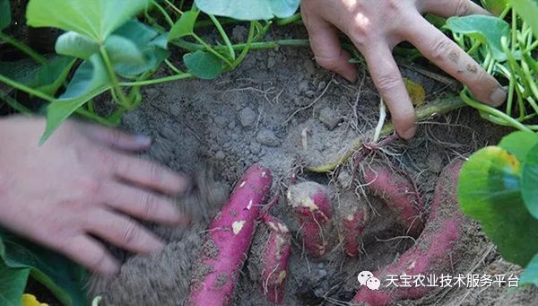 网购桥头富硒地瓜（桥头地瓜口感）-硒宝网