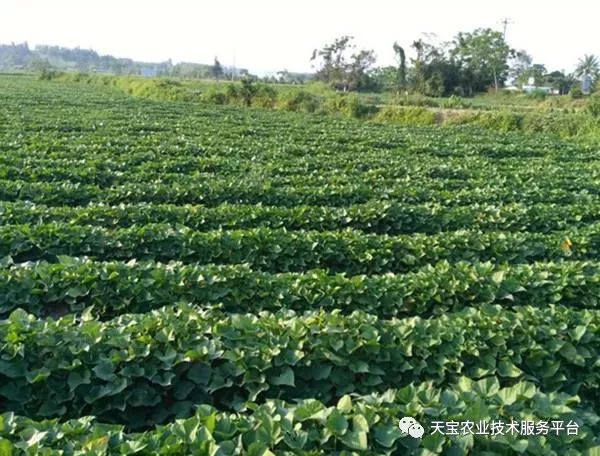 网购桥头富硒地瓜（桥头地瓜口感）-硒宝网