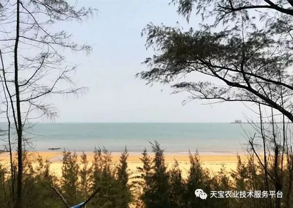 网购桥头富硒地瓜（桥头地瓜口感）-硒宝网