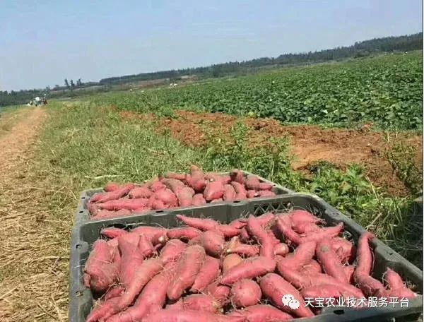 网购桥头富硒地瓜（桥头地瓜口感）-硒宝网