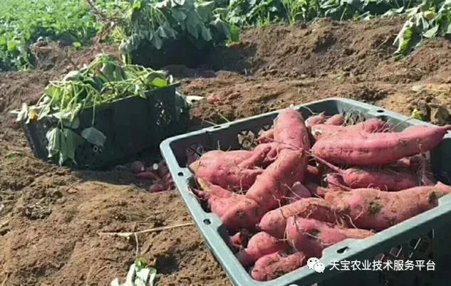 网购桥头富硒地瓜（桥头地瓜口感）-硒宝网