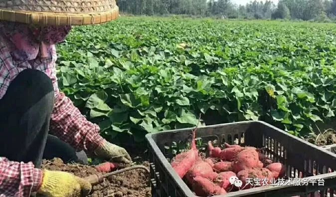 网购桥头富硒地瓜（桥头地瓜口感）-硒宝网