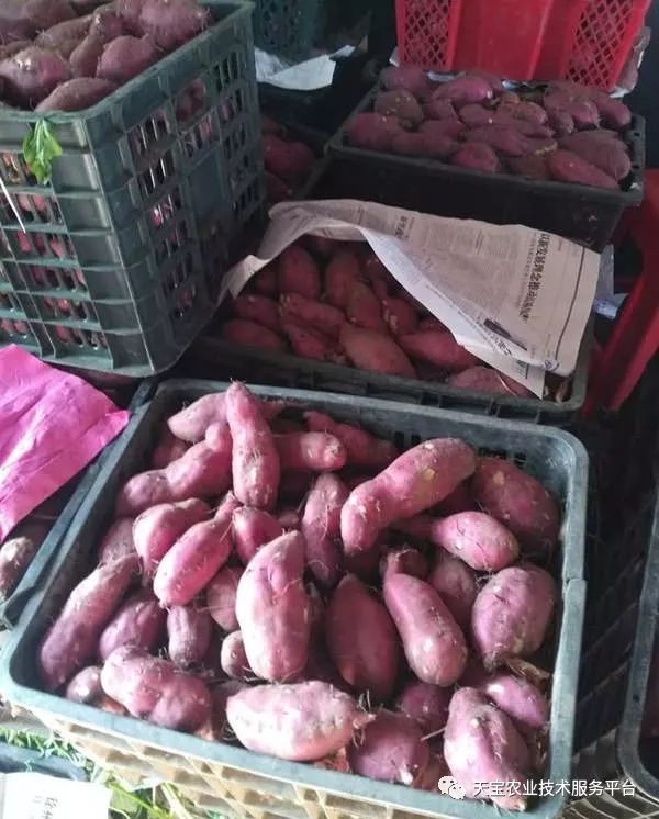 网购桥头富硒地瓜（桥头地瓜口感）-硒宝网