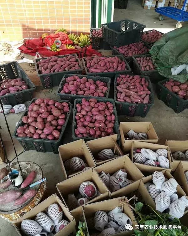 网购桥头富硒地瓜（桥头地瓜口感）-硒宝网