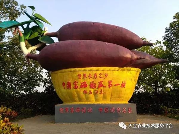 网购桥头富硒地瓜（桥头地瓜口感）-硒宝网