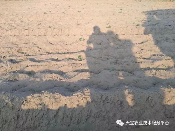 网购桥头富硒地瓜（桥头地瓜口感）-硒宝网