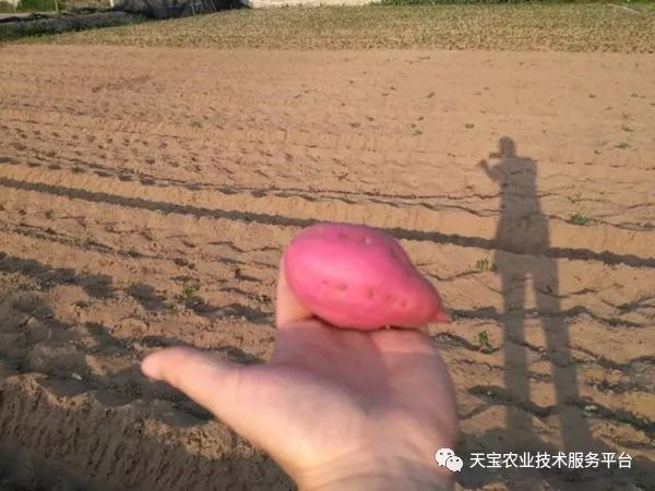 网购桥头富硒地瓜（桥头地瓜口感）-硒宝网