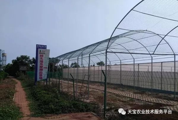 网购桥头富硒地瓜（桥头地瓜口感）-硒宝网