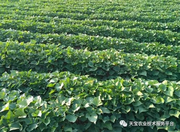 网购桥头富硒地瓜（桥头地瓜口感）-硒宝网