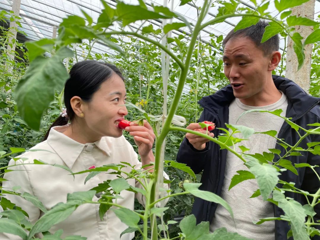 泰安富硒地瓜基地(泰安哪里产地瓜)-硒宝网