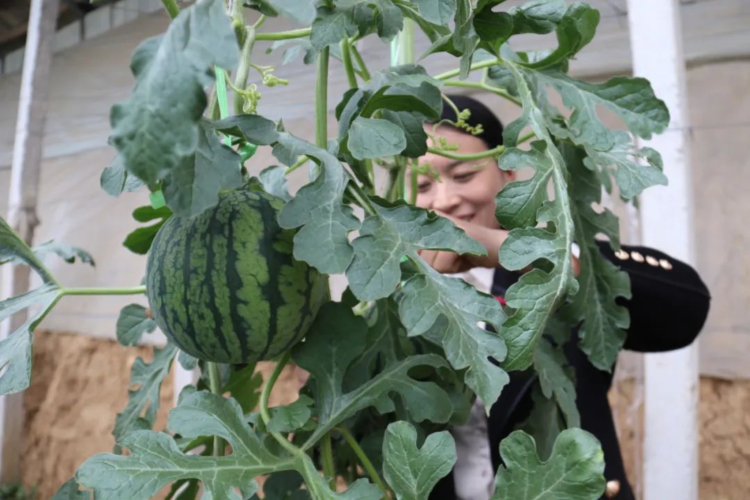 泰安富硒地瓜基地(泰安哪里产地瓜)-硒宝网