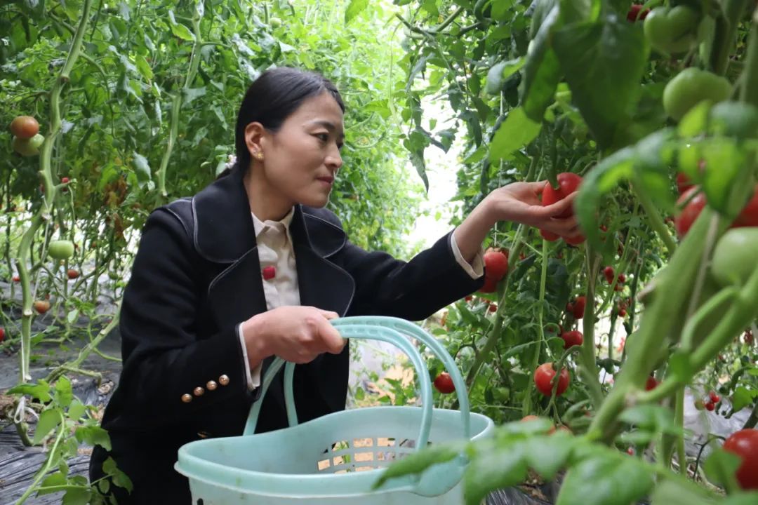 泰安富硒地瓜基地(泰安哪里产地瓜)-硒宝网