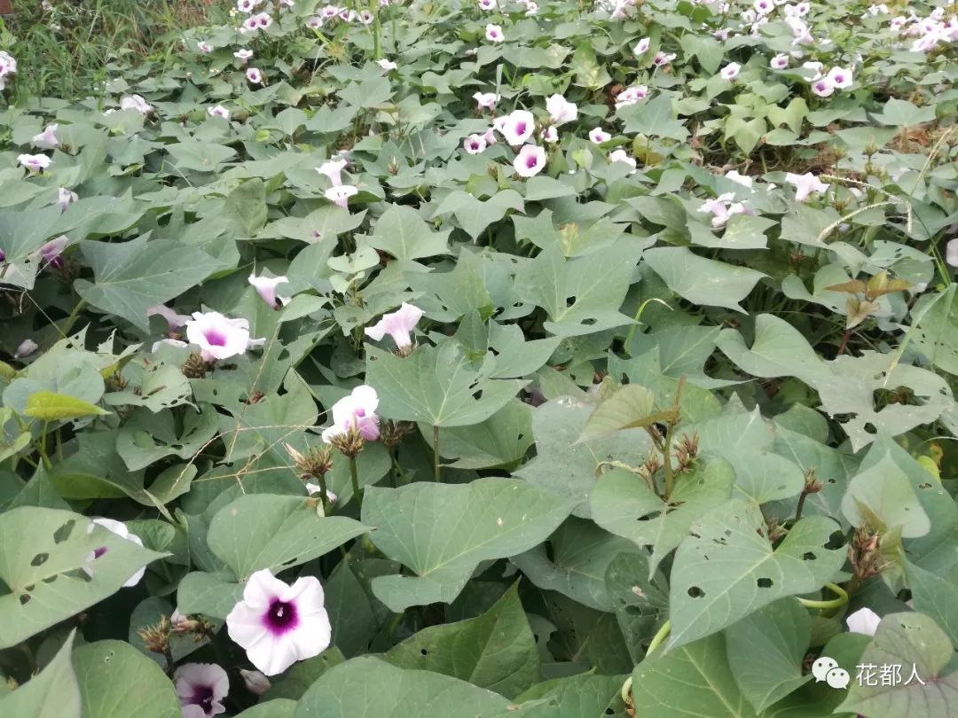 富硒地瓜山东有吗（富硒地瓜是什么品种）-硒宝网