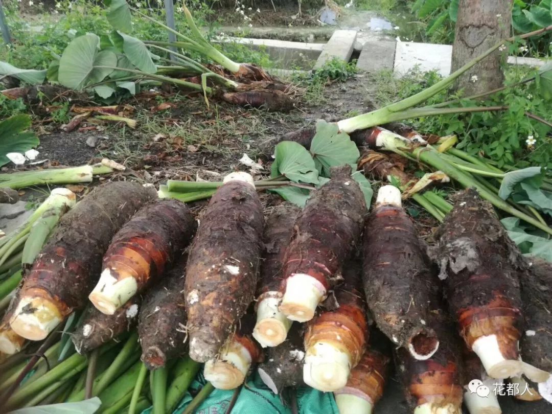 富硒地瓜山东有吗（富硒地瓜是什么品种）-硒宝网