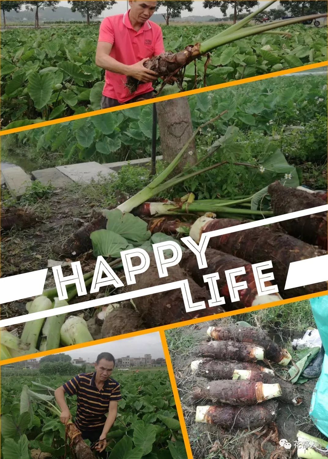 富硒地瓜山东有吗（富硒地瓜是什么品种）-硒宝网