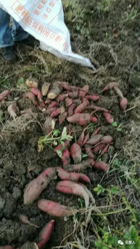 富硒地瓜山东有吗（富硒地瓜是什么品种）-硒宝网