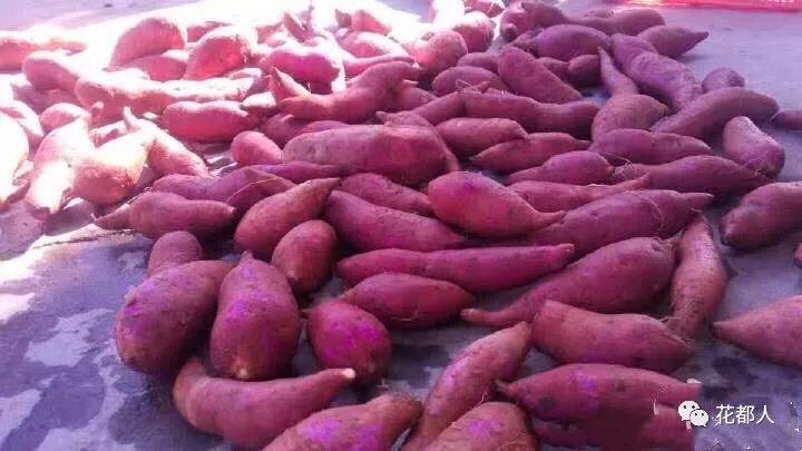 富硒地瓜山东有吗（富硒地瓜是什么品种）-硒宝网