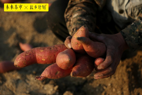 山东烟台富硒地瓜（山东富硒地瓜哪里产）-硒宝网