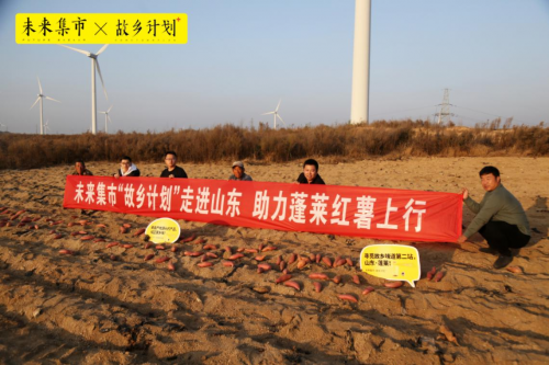 山东烟台富硒地瓜（山东富硒地瓜哪里产）-硒宝网