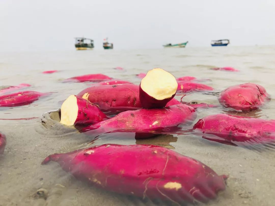 焦点访谈富硒地瓜(富硒地瓜口感怎样)-硒宝网