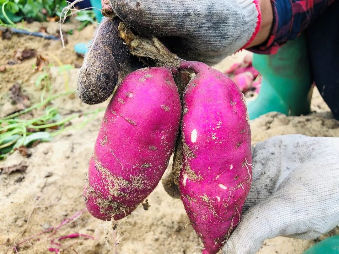 焦点访谈富硒地瓜(富硒地瓜口感怎样)-硒宝网