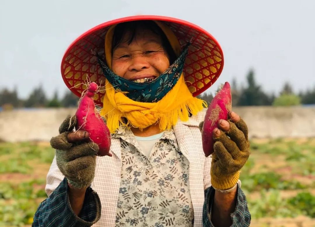 焦点访谈富硒地瓜(富硒地瓜口感怎样)-硒宝网