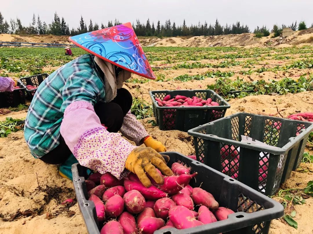 焦点访谈富硒地瓜(富硒地瓜口感怎样)-硒宝网