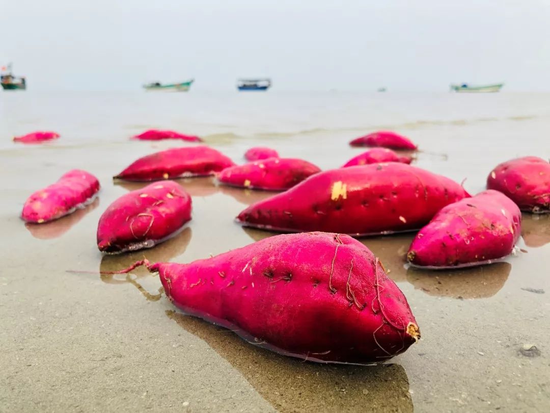 焦点访谈富硒地瓜(富硒地瓜口感怎样)-硒宝网