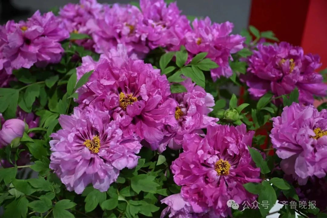 富硒地瓜山东有吗(山东富硒地瓜哪里产)-硒宝网