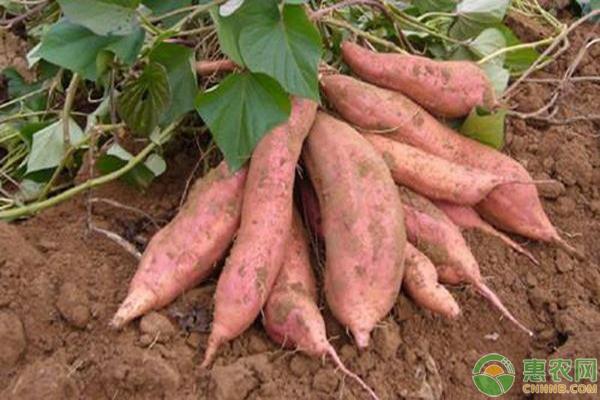 富硒肥料种的地瓜(富硒地瓜种植技术视频教程)-硒宝网