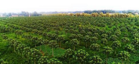 河南兰考富硒地瓜(河南兰考红薯网购)-硒宝网