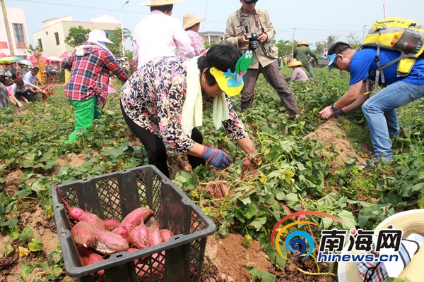 　　50组亲子家庭在地瓜地举行挖地瓜比赛，体验农家耕作的欢乐。南海网记者陈望 摄　　