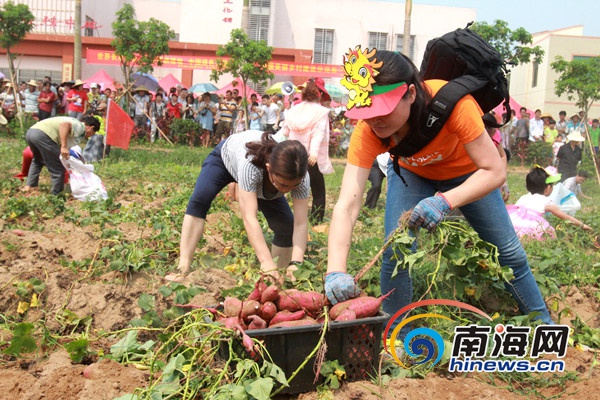 　　50组亲子家庭在地瓜地举行挖地瓜比赛，体验农家耕作的欢乐。南海网记者陈望 摄　　