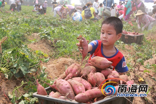 富硒地瓜有营养吗（富硒地瓜真的含硒吗）-硒宝网