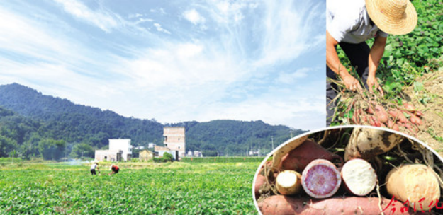 富硒地瓜栽培措施（栽培地瓜措施富硒的作用）-硒宝网